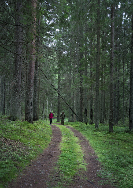 Прогулка по хвойному лесу - Михаил Онипенко