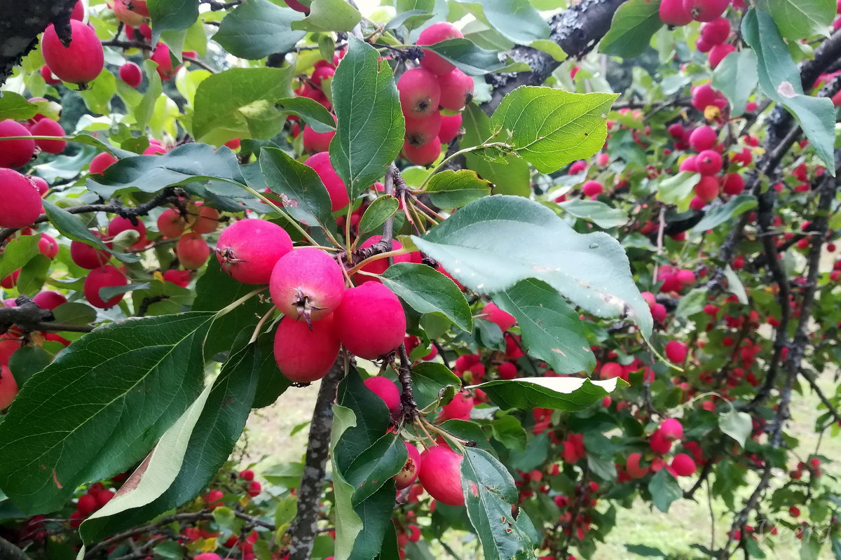 Райские яблочки Пюхтицкого женского монастыря - veera v