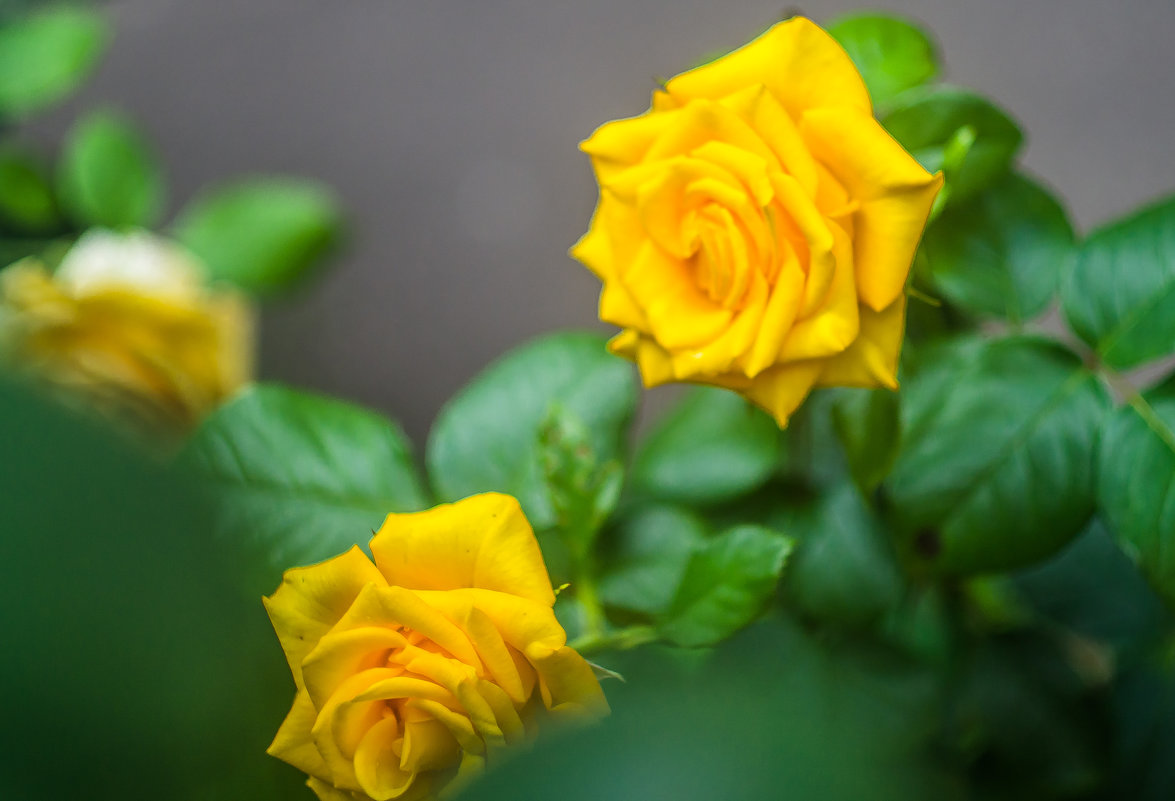 Жёлтая роза - Евгений Мухин
