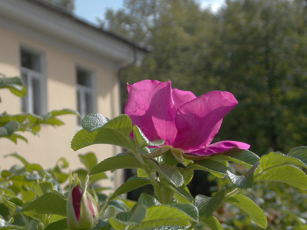 Второе  цветение шиповника - Фотогруппа Весна