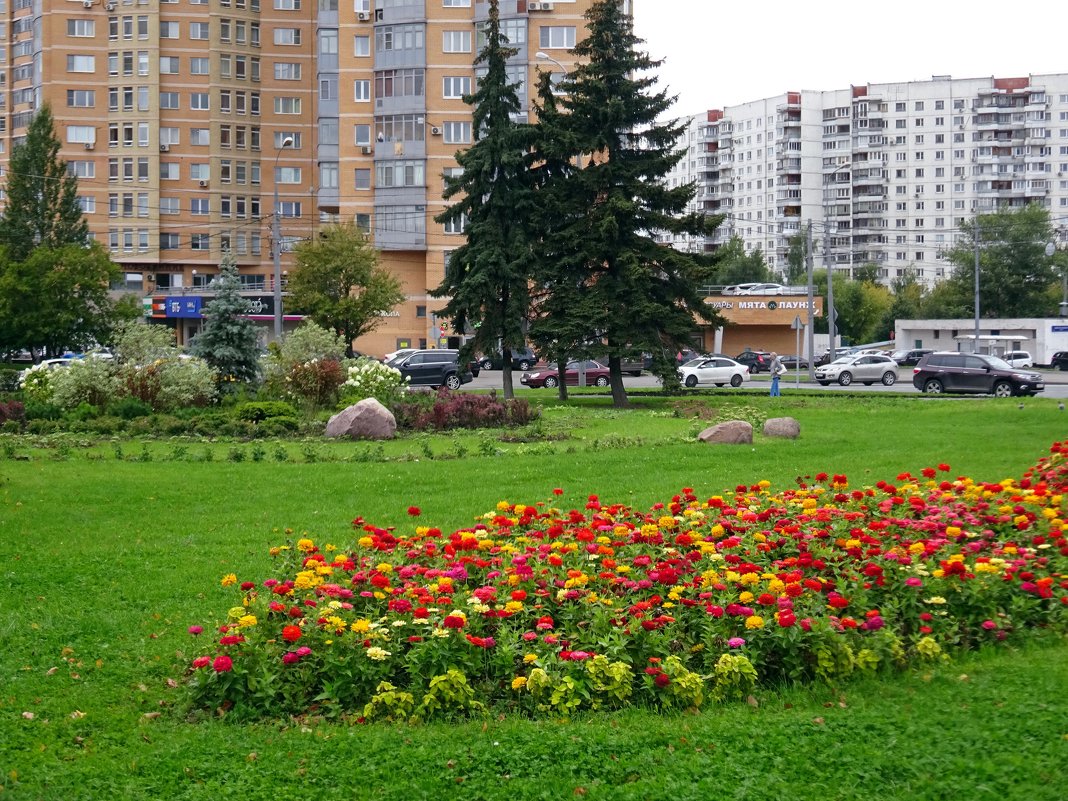 Городские цветы - Наталья Цыганова 