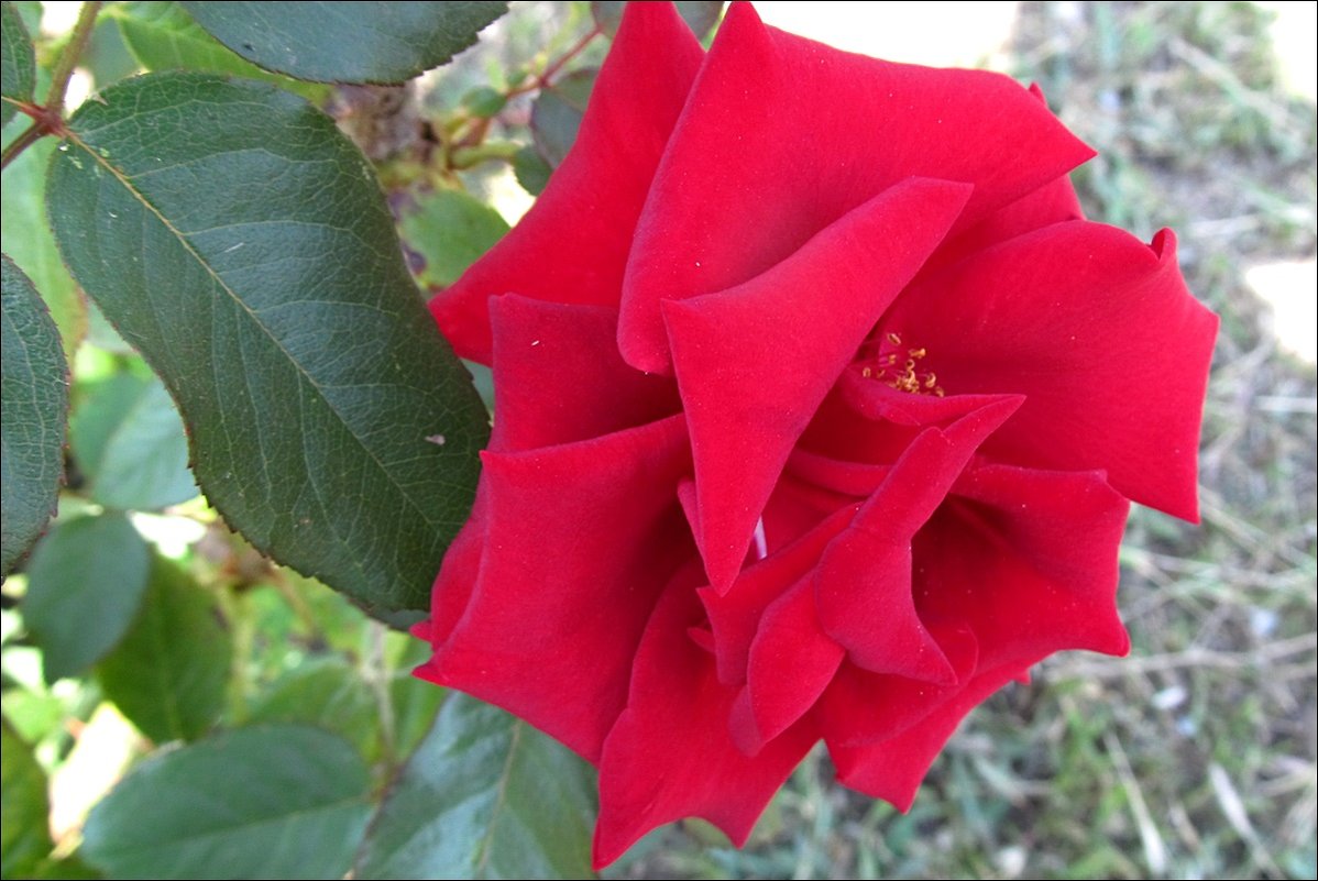 Августовская роза - Нина Корешкова