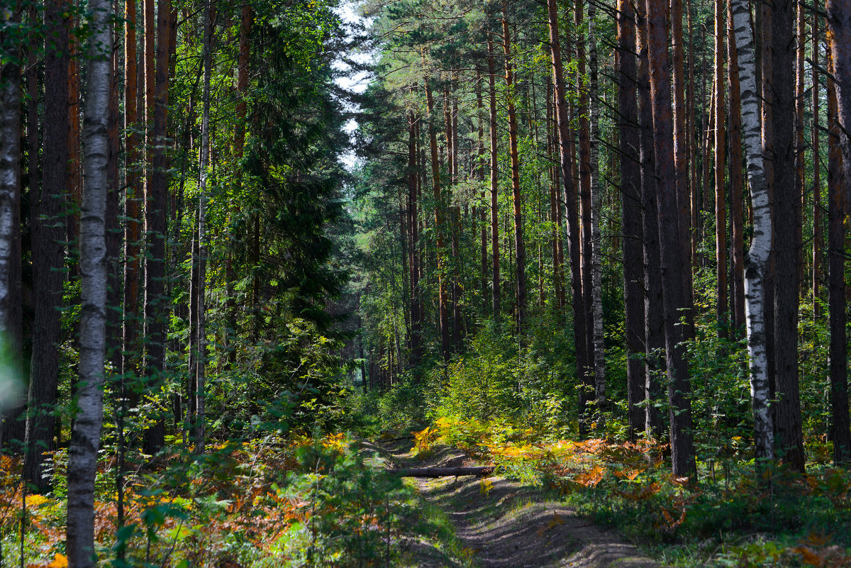 Летом в лесу - Юрий Бичеров