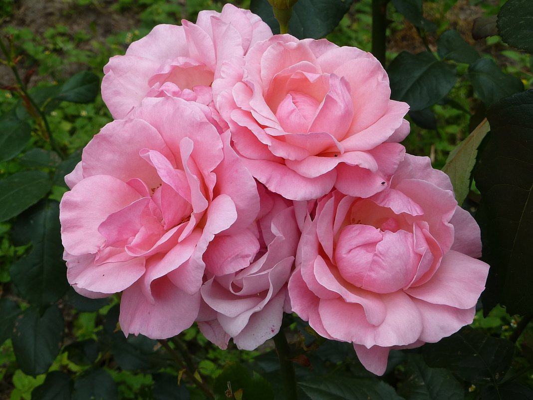 Розовые розы - Лидия Бусурина