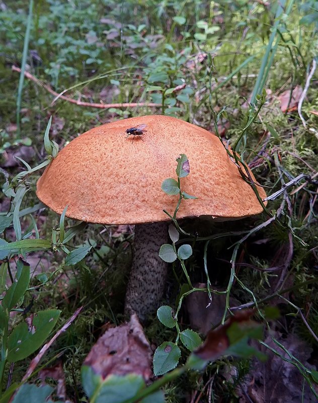 "Этот гриб — любимец мой, Очень стройный и прямой..." - Ольга И