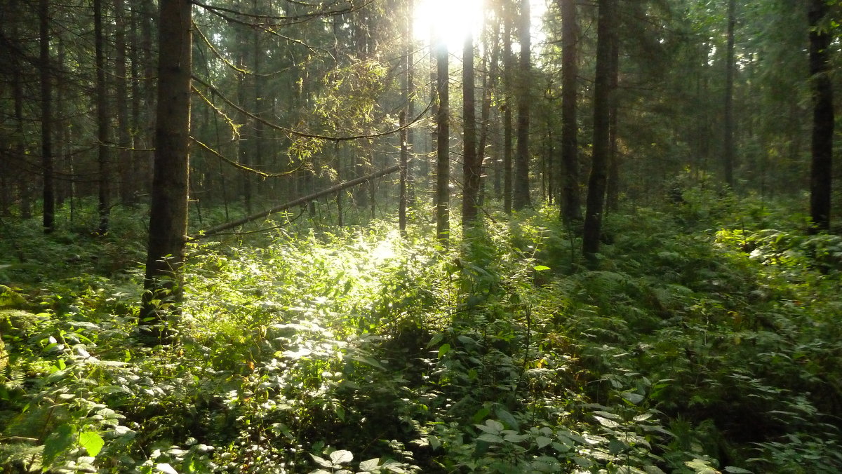 солнце в лесу - веселов михаил 