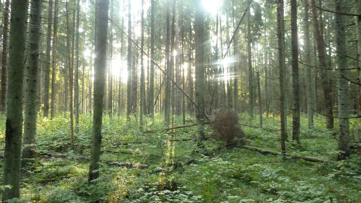 солнце в лесу3 - веселов михаил 