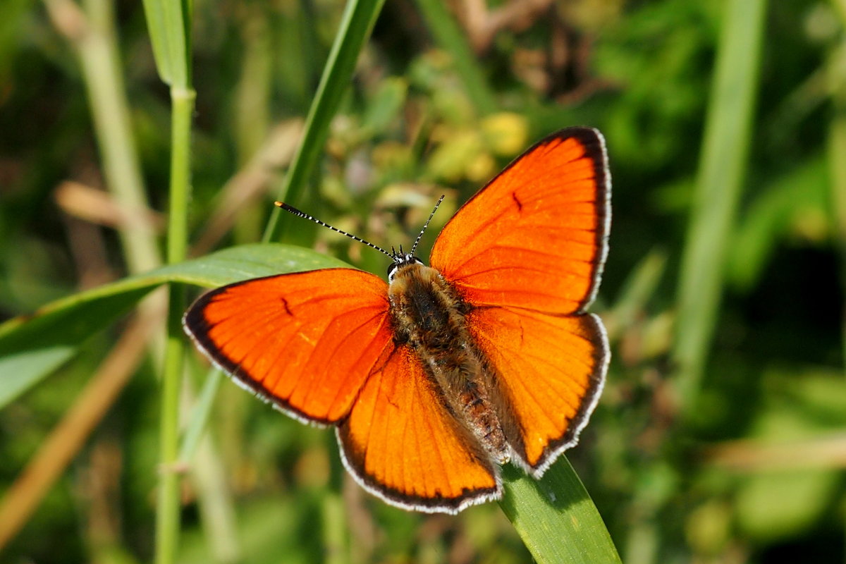 августовские бабочки 3 - Александр Прокудин