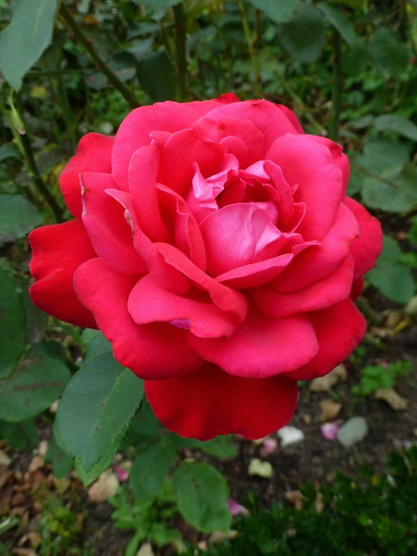 Роза красная - Лидия Бусурина