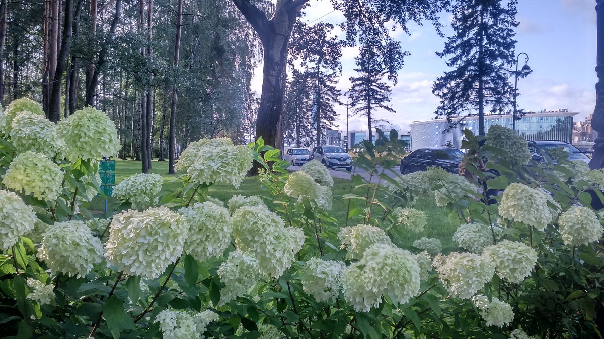 цветы у велодорожки - sv.kaschuk 