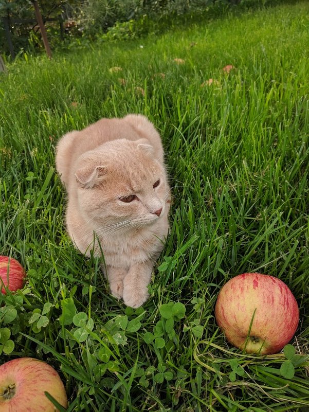 Кот в яблоках - Марина Птичка