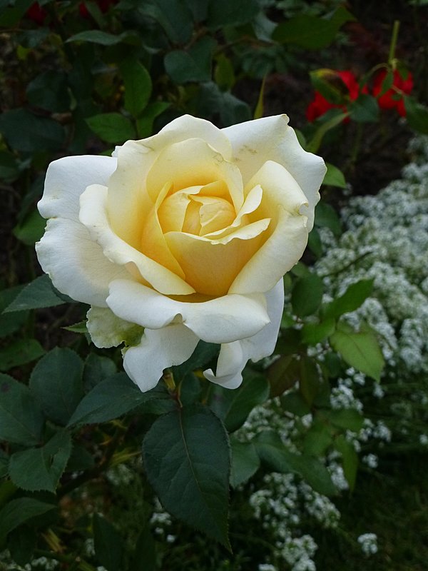 Сияние белой розы - Лидия Бусурина