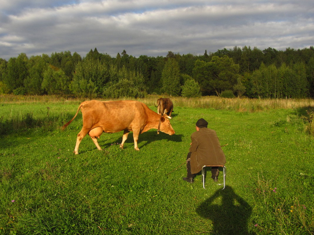 Коровы, освещенные вечерним солнцем - Андрей Лукьянов