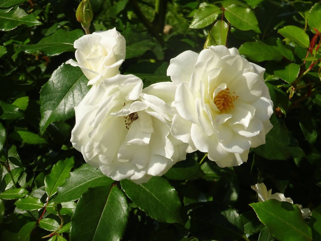Очарование белых роз - Наталья Цыганова 