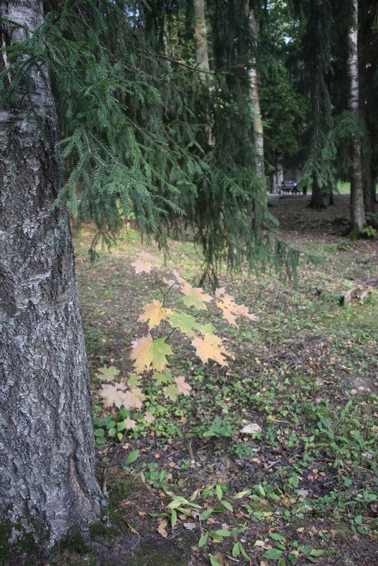 Александровский парк. Август - Наталья Герасимова