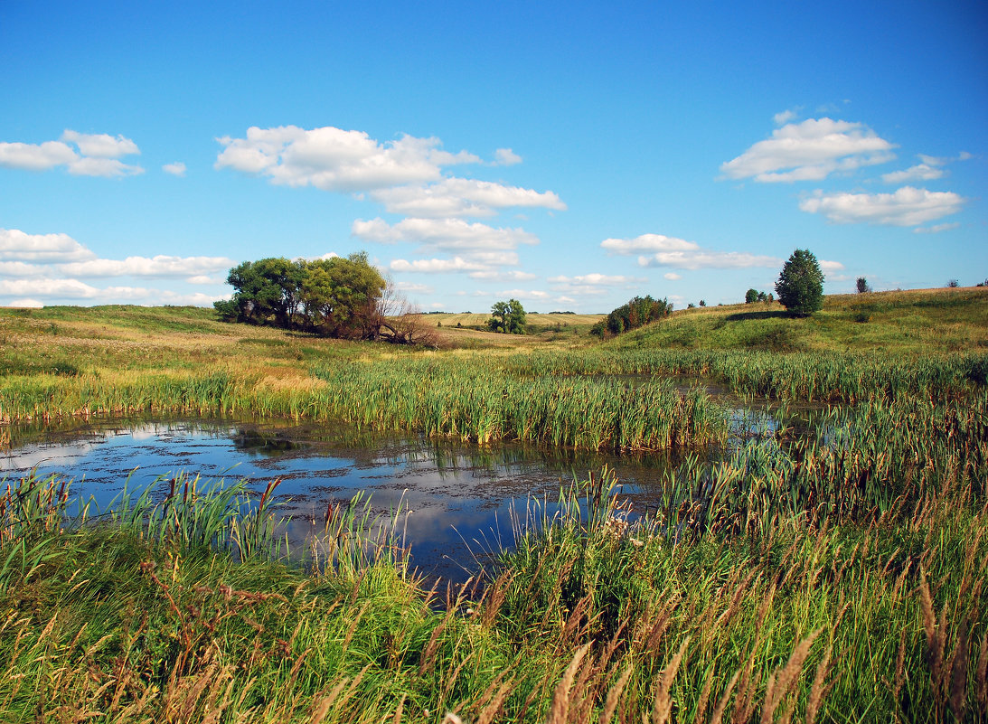 Открытый летний пейзаж с камышовым болотцем на переднем плане и голубым небом с красивыми кучевыми - Владимир Крышковец