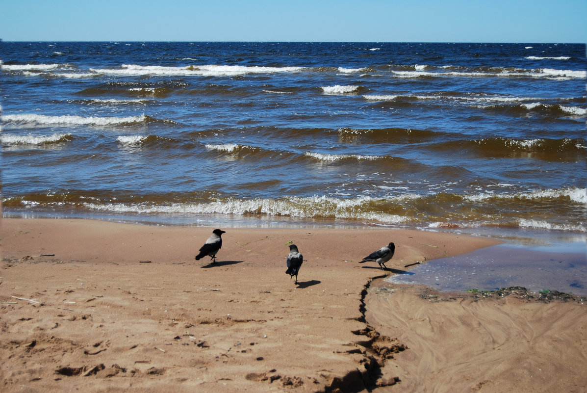 вороны на пляже - linnud 