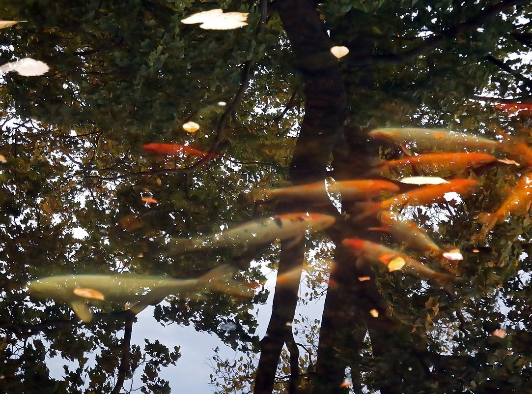 Рыбки в пруду Ботанического сада - Ольга И