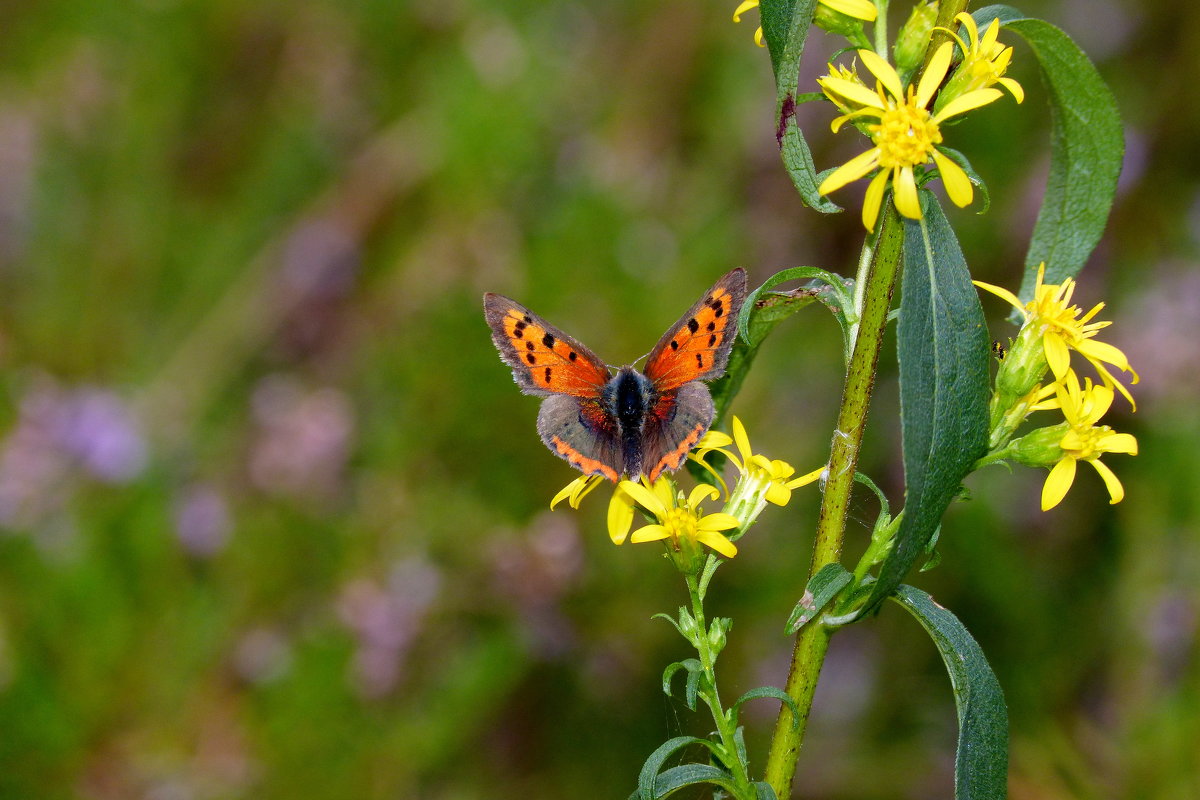 Червонец непарный Lycaena dispar (Haworth, 1803) 3 - Александр Прокудин