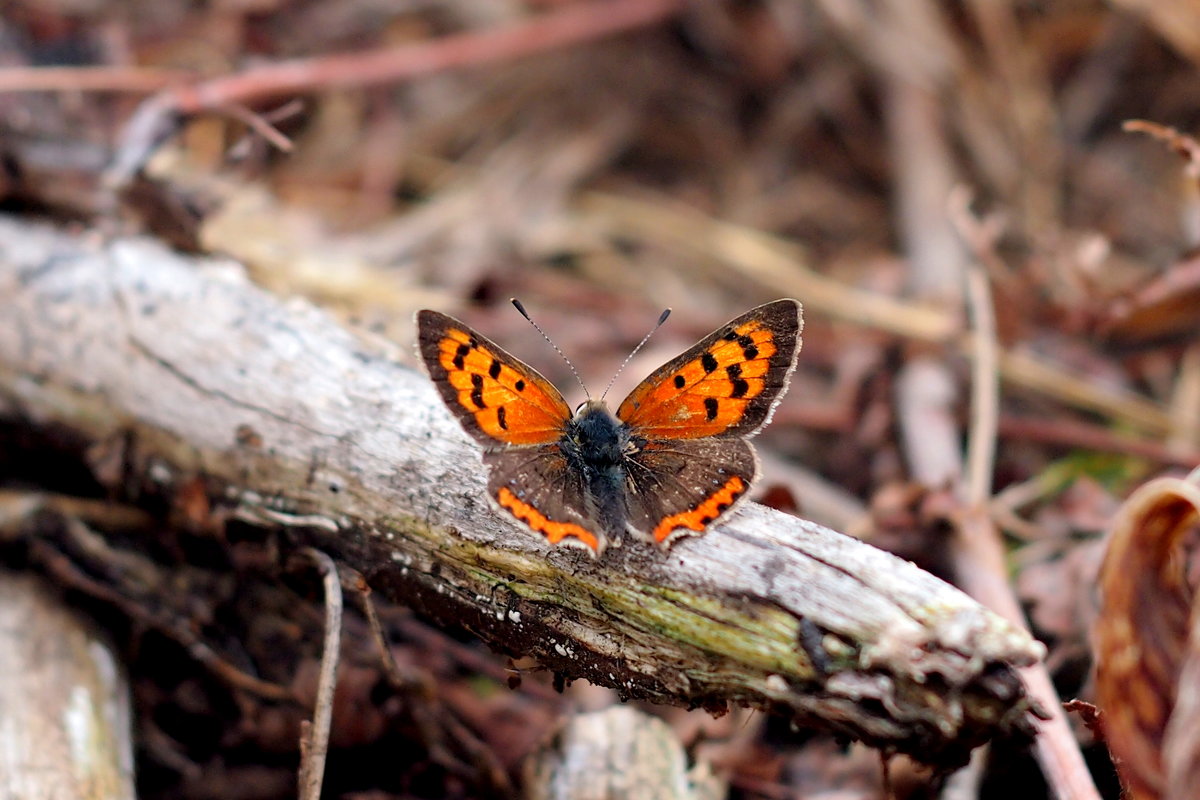 Червонец непарный Lycaena dispar (Haworth, 1803) 5 - Александр Прокудин