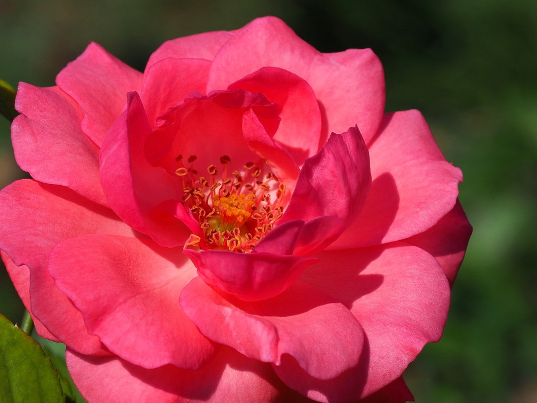 Rosa floribunda "Tom Tom" - wea *