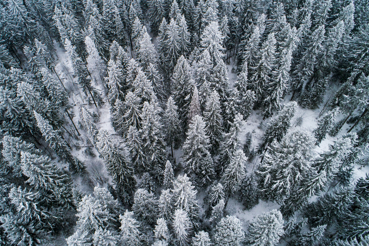 Зимний лес - Евгений Логинов