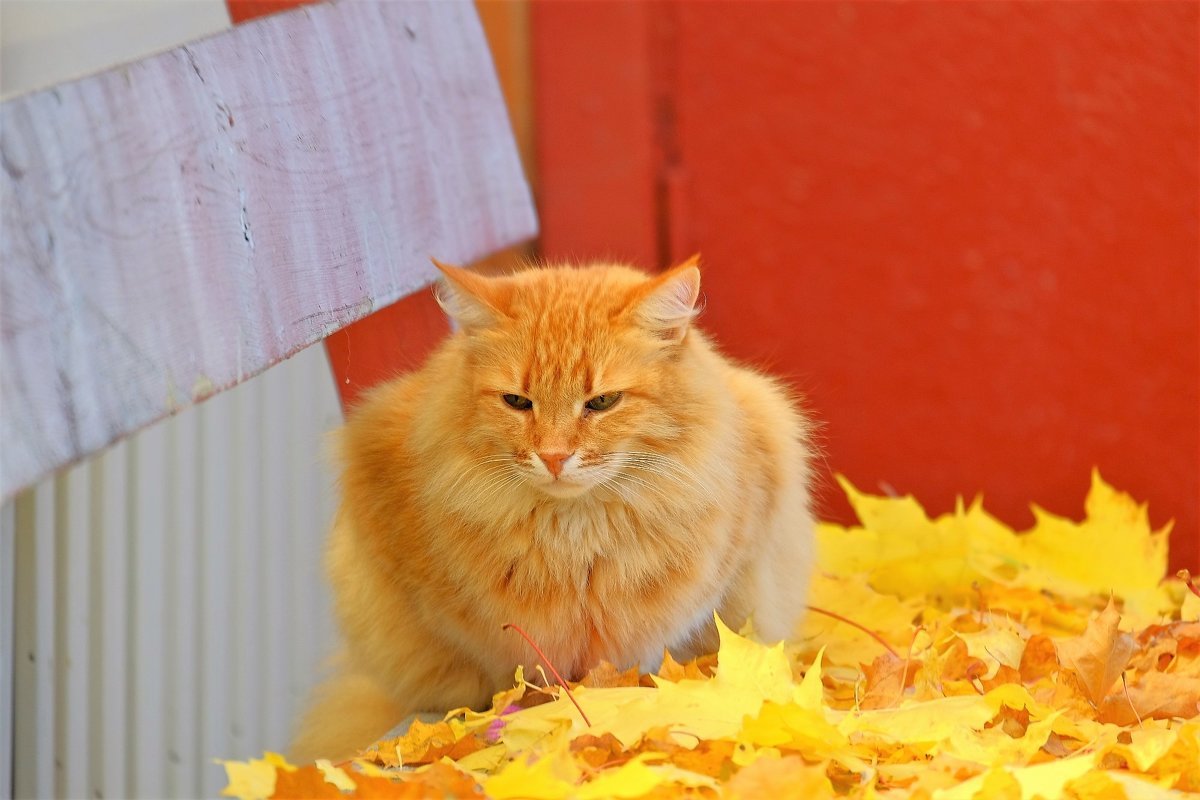 Осенний кот - Вадим 