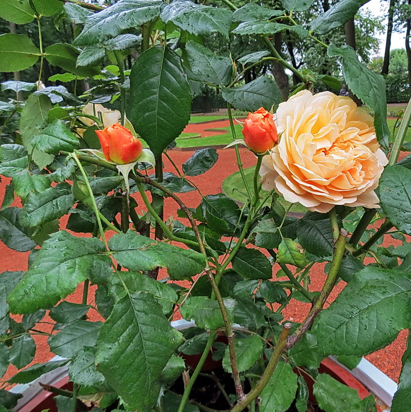 Розы в Летнем саду - Liliya Kharlamova