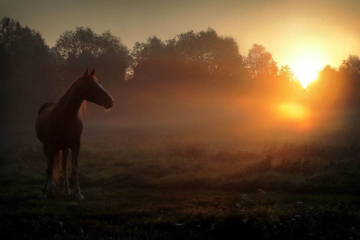Рассветный конь... - Андрей Войцехов