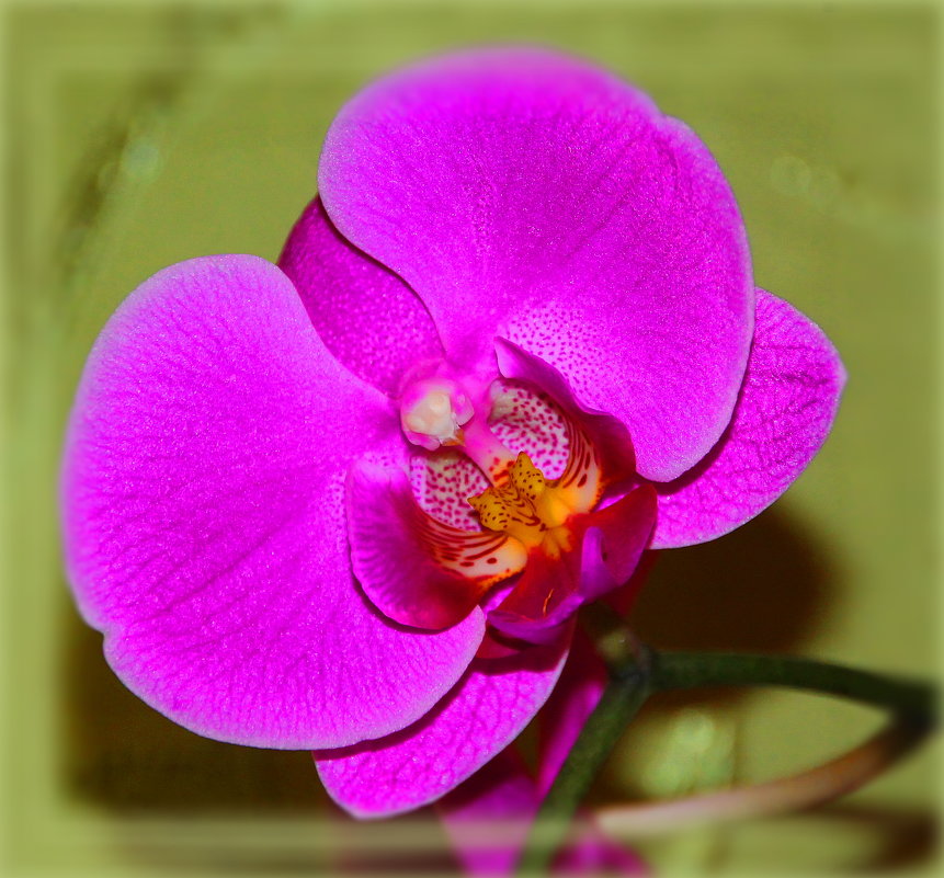 Мне нравятся орхидеи: они имеют цвета воды, огня, земли и Луны. - Tatiana Markova