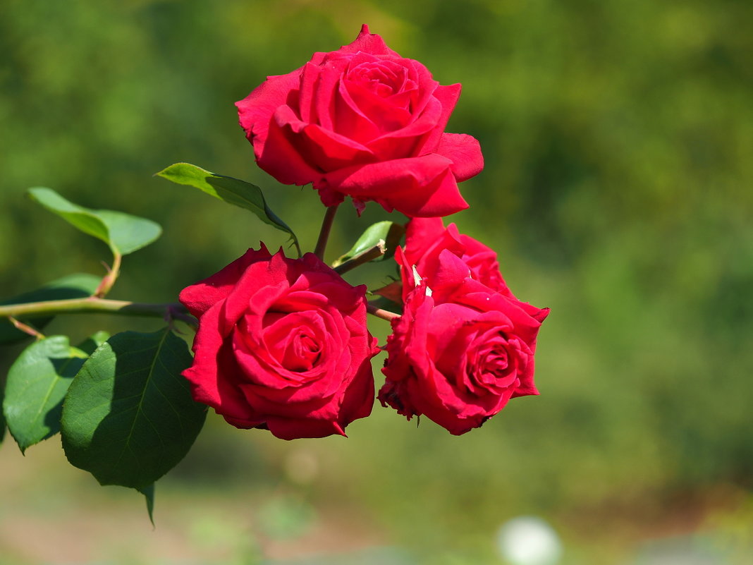 Садовые розы - wea *