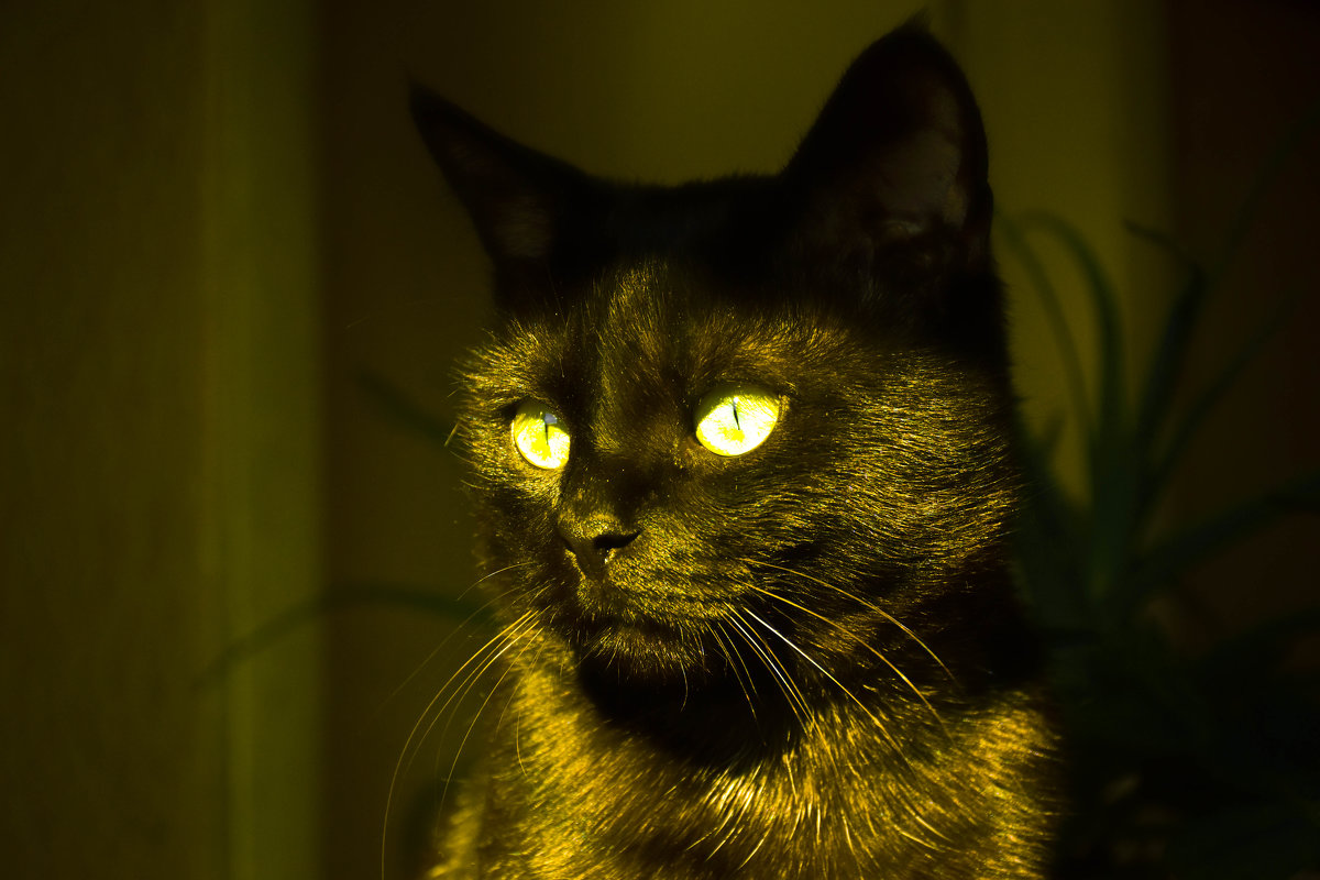 Черный кот - Cissa Andebo