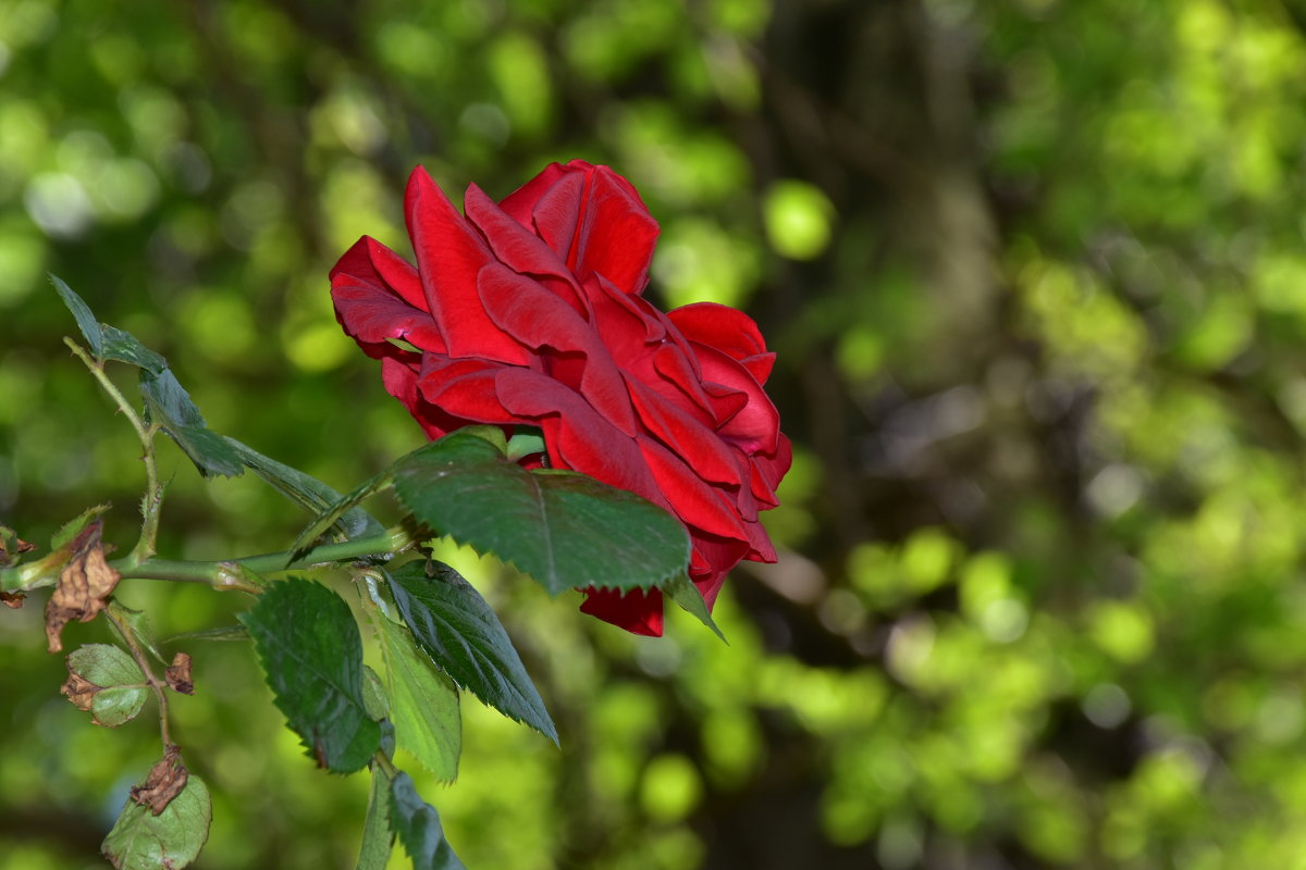 Красная роза в парке - Cissa Andebo