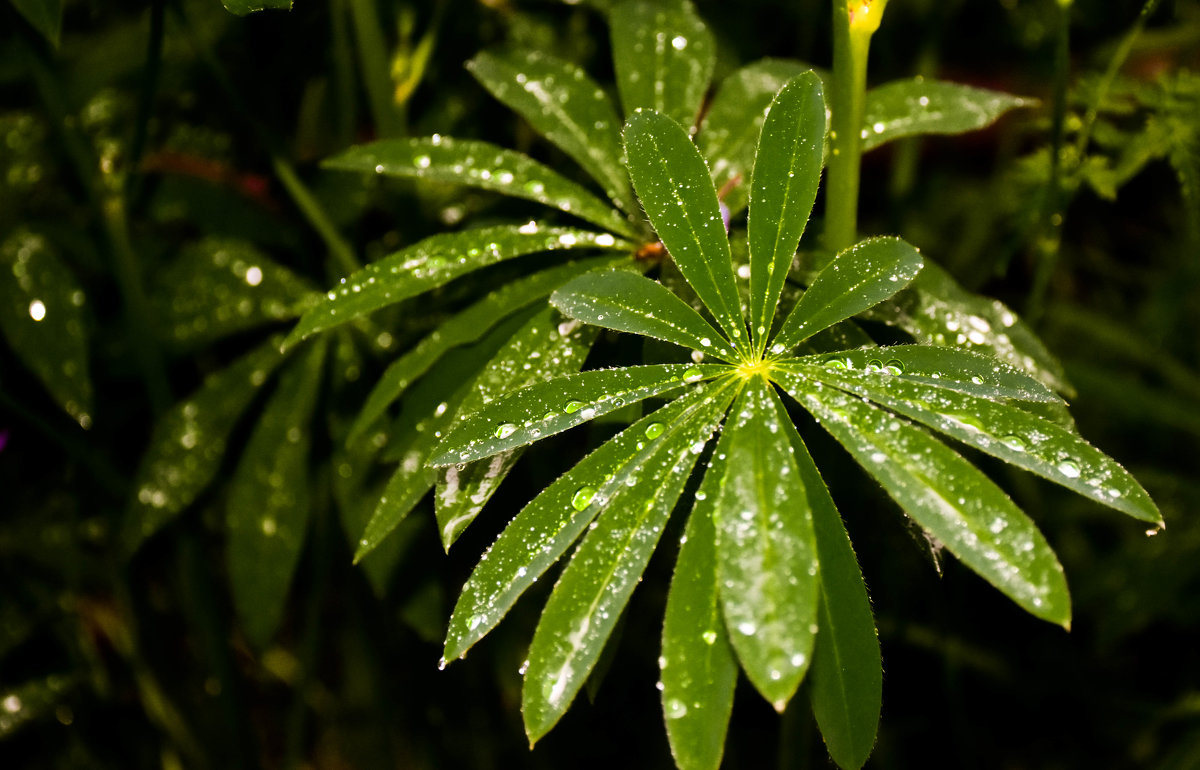 Листья с каплями дождя - Cissa Andebo