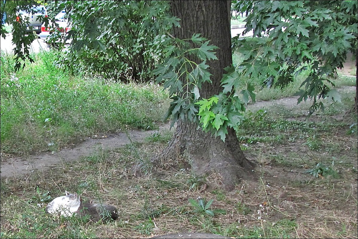 Мимоходом. В тени старого клёна - Нина Корешкова