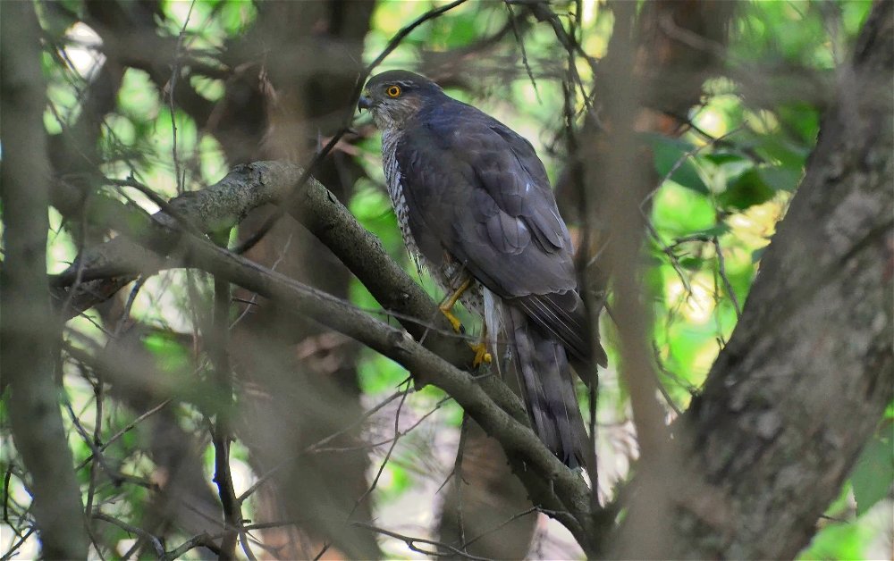 Ястреб-перепелятник(Accipiter nisus) - Иван 