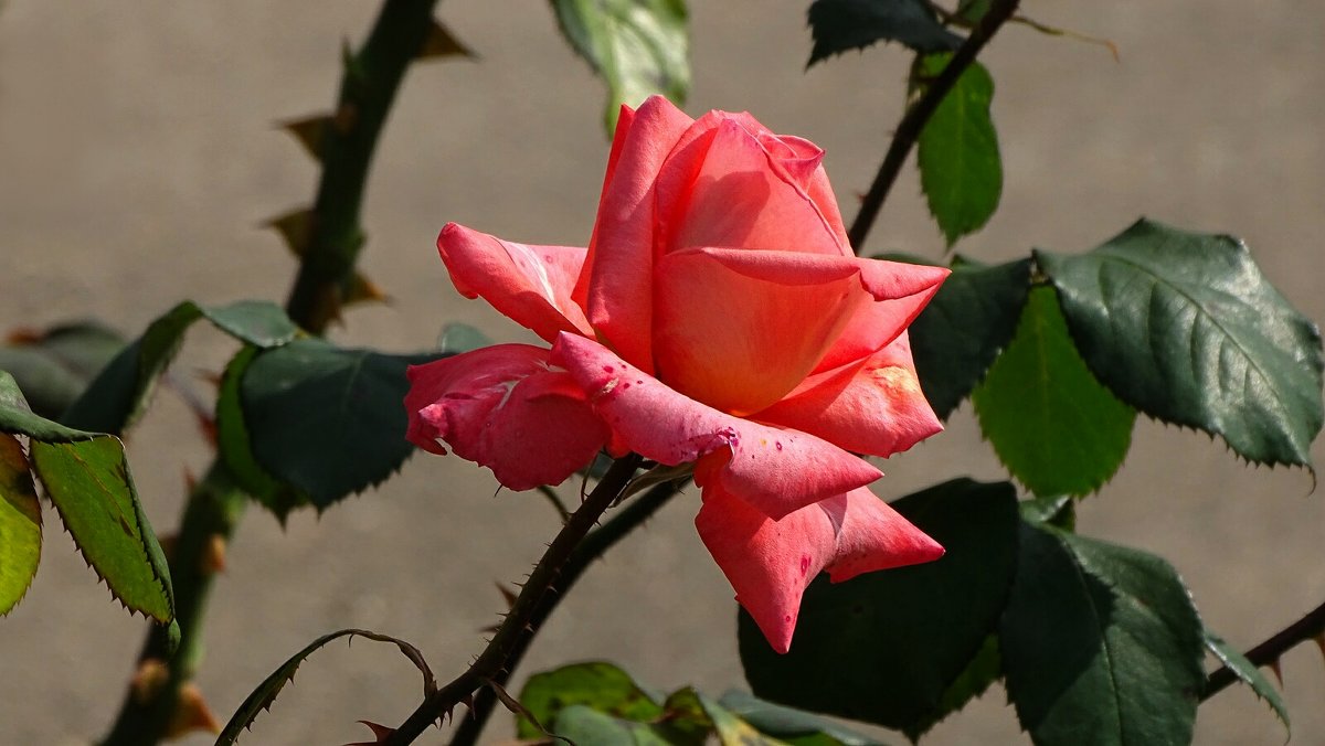 Ещё цветут на клумбах розы - Милешкин Владимир Алексеевич 