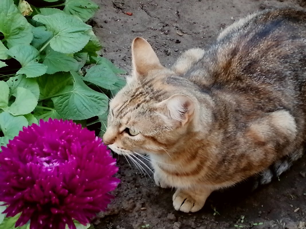 Осенняя кошка... - Тамара Бедай 