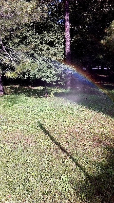 кусочек радуги среди деревьев - МИХАИЛ КАТАРЖИН