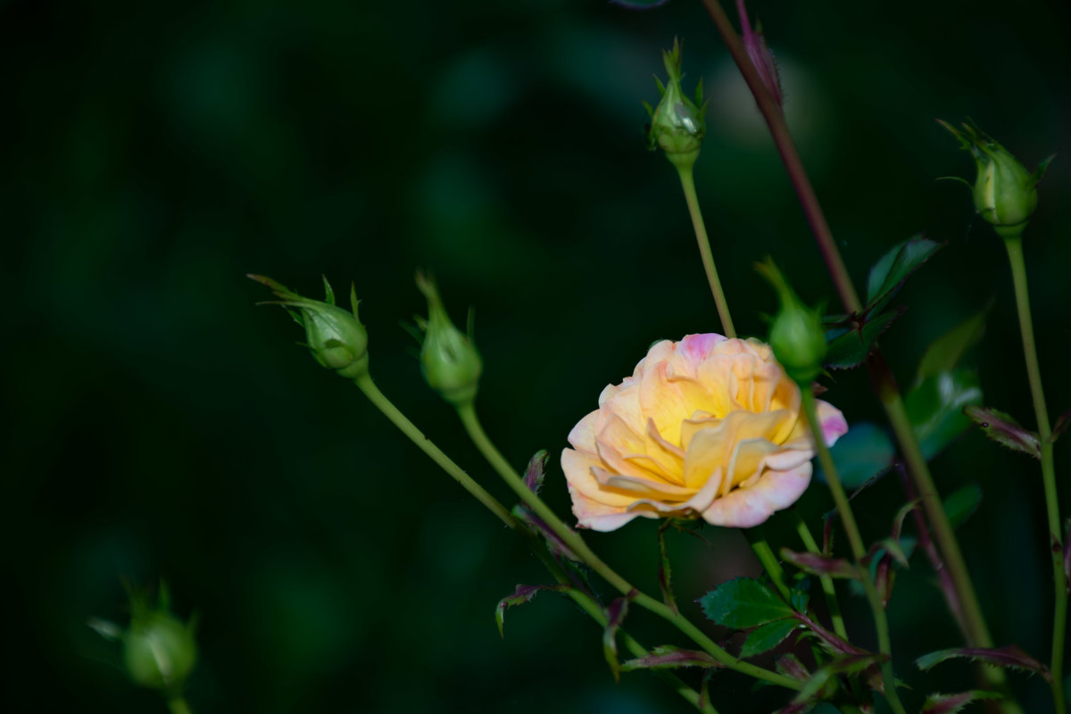 Желтая роза - Cissa Andebo