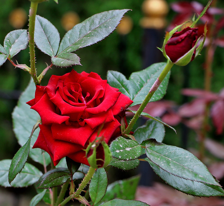 Сентябрьская роза - Светлана 