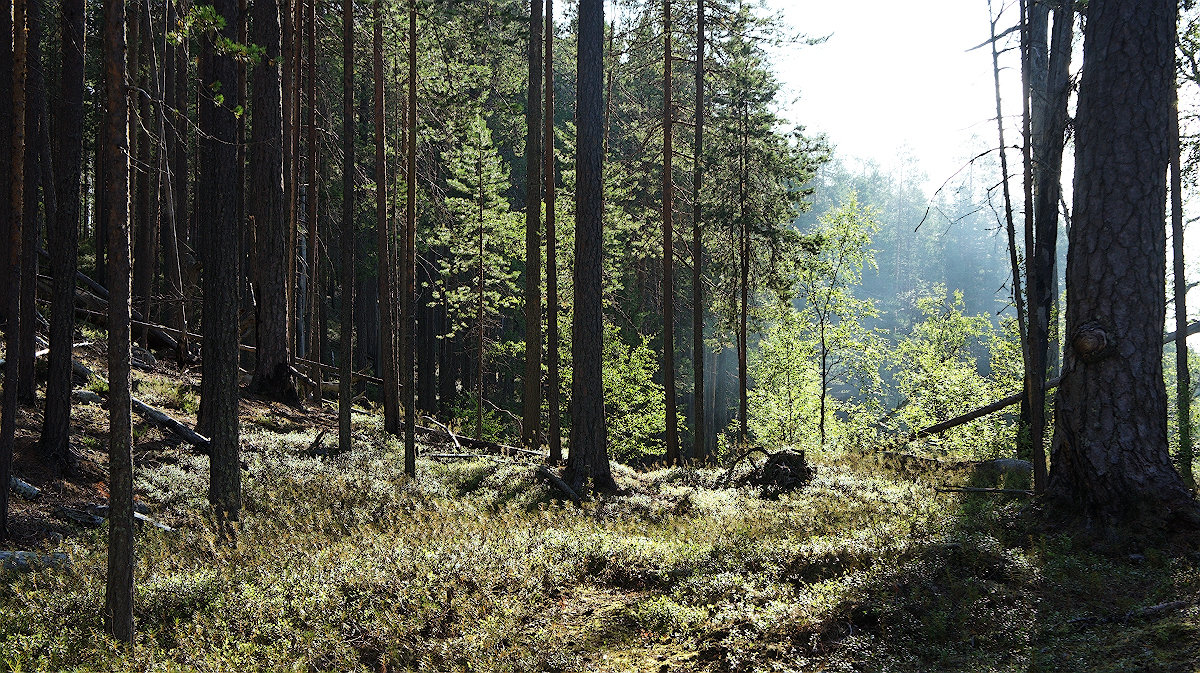 Утро в лесу ... - Александр Буланов