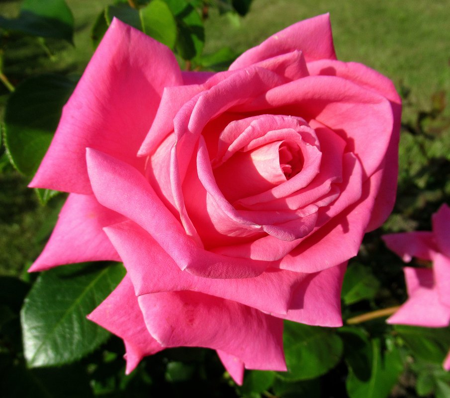 Роза – символ совершенства, мудрости и чистоты - Елена Павлова (Смолова)