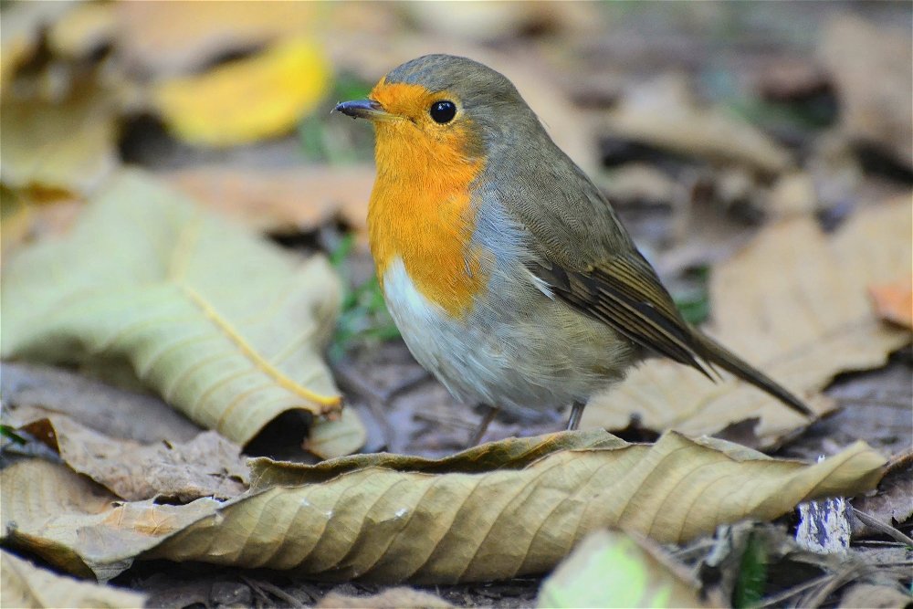 Зарянка (Erithacus rubecula) - Иван 