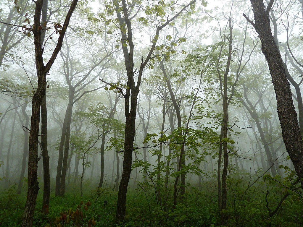 Влажный лес - Марина 