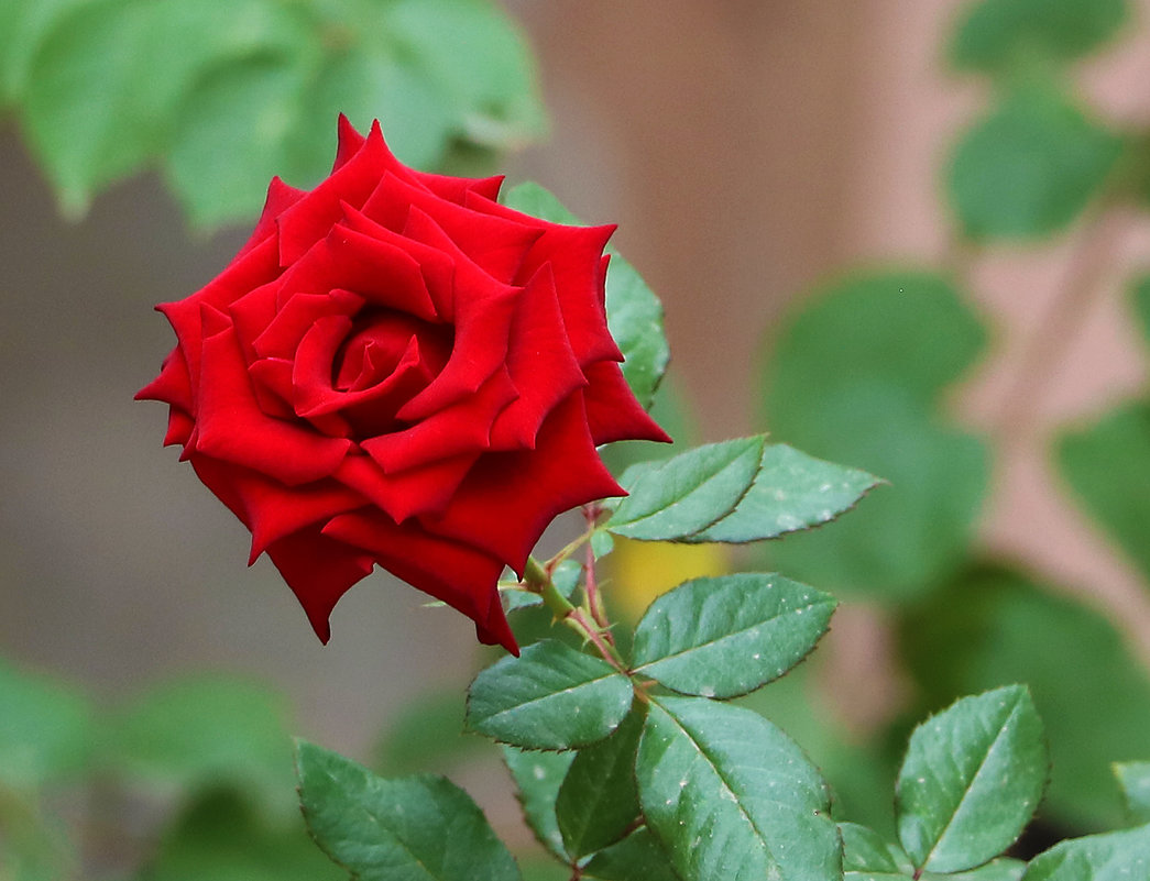 Сентябрьская роза - Светлана 