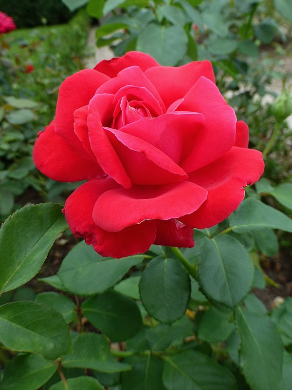 Красная роза - Лидия Бусурина