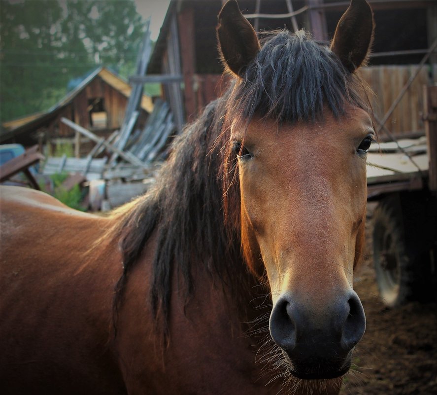 Портрет лошади - Сергей Чиняев 