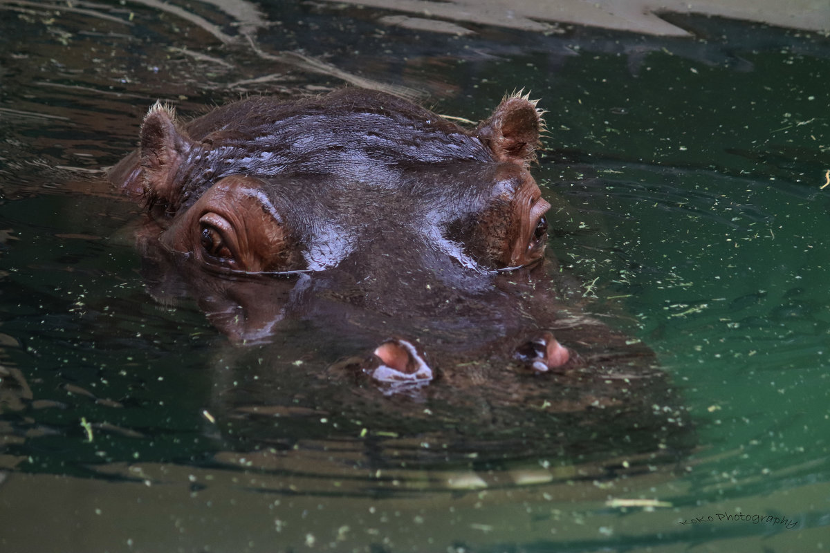 Hippopotamus - Nikola Ivanovski