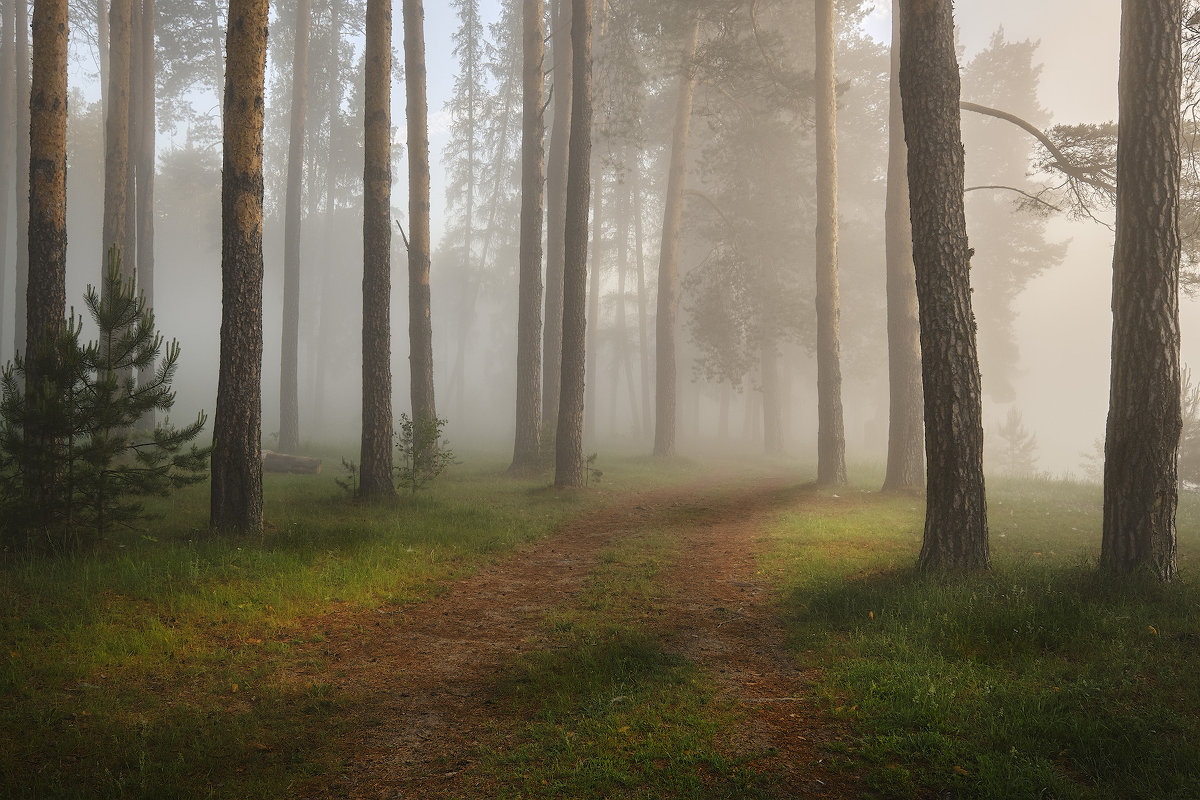 Утро в туманном лесу - Григорий Бельцев